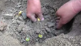 The Art of Metal Detector Acquiring Infinite Wealth in Wild