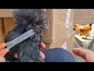 Compramos nuevas gallinas por internet y así nos llegaron