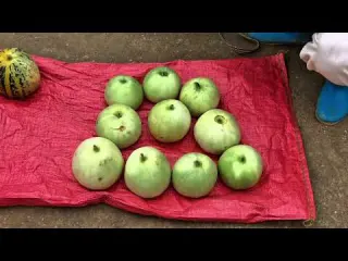 Harvesting Melons for Market Foraging Bamboo Shoots