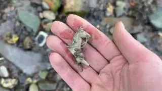 This Last Minute Find Shocks Us Mudlarking Scotland