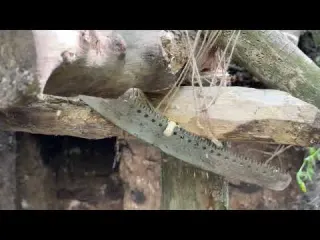 Building a Warm and Cozy Earthen Log Cabin Bushcraft