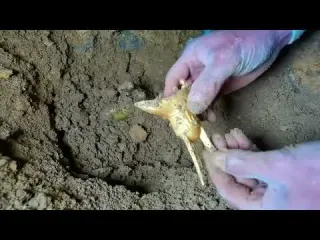 Searching for Murder Weapons in a Shallow Canal