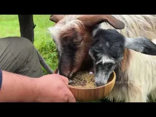 Cheese Making from Camel Milk Secret Recipe for the Best