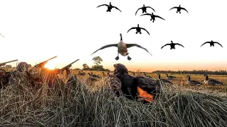 OPENING DAYS AUGUST GOOSE HUNTING