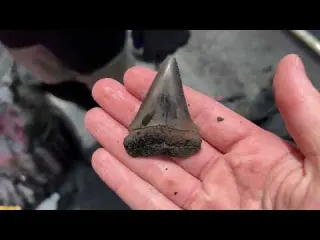 This River is Full of Ancient Treasures Shark Teeth