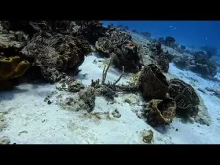 Scuba 507 12 Diving Cozumel