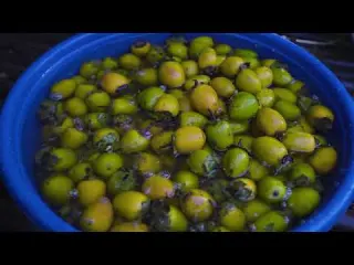 Harvesting Many Giant Eggs in the Forest Goes to Market