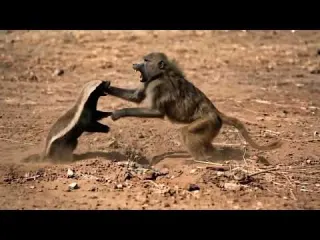 Baboon Robs Honey Badger Of His Hard Earned Meal