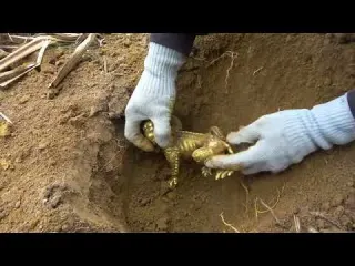 Wild adventurer millionaire Metal detector ignites my dream