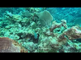 CLIP Dive 131 Juvenile Bluehead Wrasse Cleaning Parrotfish