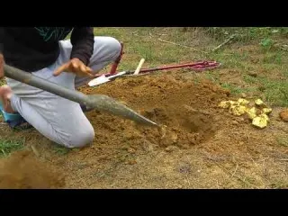 The boy went into the forest to search for treasure and