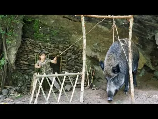 Shelter attacked by wild boar wild boar trapping skills
