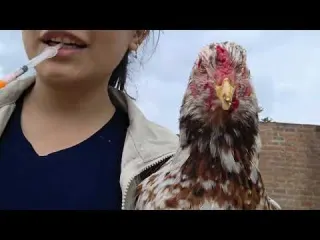 Tu Gallina Tiene Esto Una Enfermedad Rara pero Curable