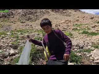 No One Shows This Secrets of Zagros Nomads Wild Herbs