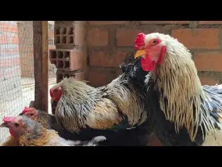 Cuantos dias tiene que estar el gallo con las gallinas para