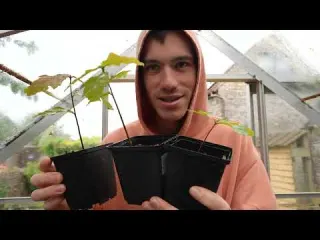 How to grow an oak tree Day 1 to Day 365