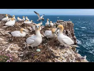 Northern Gannet Life Cycle Can One Chick Survive the Deadly