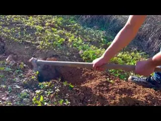 Village Life Routine on a sunny day in winter picking fresh