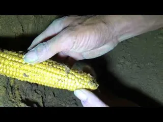 Found Rare Amethyst Crystal While Digging at a Private Mine
