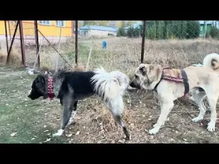 LODOSU TUTUNCA DİREK PANİYE HUCÜM ETTİ ÇİFTLİKTE YENİ DÜZEN