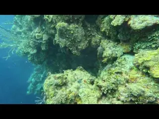 CLIP Dive 131 Juvenile Bluehead Wrasse Virginia s Wall 2 23