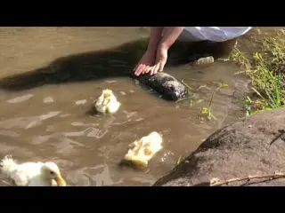 Calming Video of Our Ducklings First Swim in the Stream