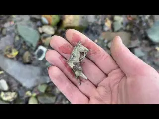 This Last Minute Find Shocks Us Mudlarking Scotland