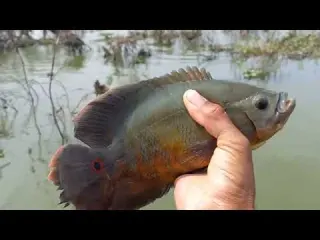 Tô recebendo milhares de ligações todo mundo quer pescar