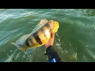 Pescaria Raiz Rio marinheiro joguei o lambari vivo O