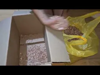 Como hacer una criadora para pollitos sin presupuesto