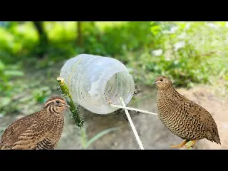 Amazing Bird Trap Moment Wild Bird Caught on