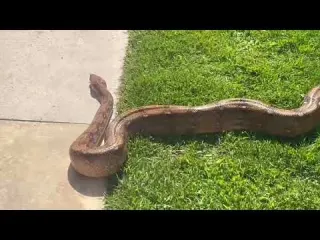 boaconstrictor sun glow having a play in the sun on the