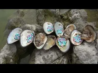 Mutated pearl clams gather in the water as if guarding a