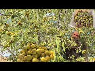 Iran nomadic life Wild pear apple harvest by hardworking