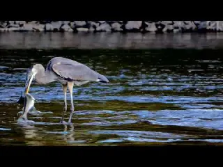 Very Ambitious Great blue Heron Lifts Large Salmon out of
