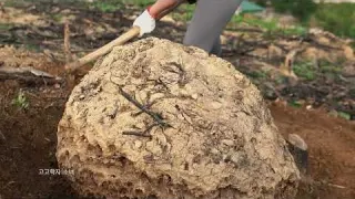 You won t believe it but inside a giant termite mound a