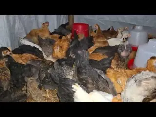 En cuánto tiempo se gana dinero criando gallinas