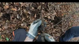 Un fregio meraviglioso metal detector prima guerra mondiale