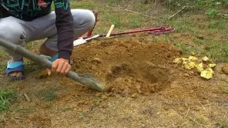 Searching for treasure on the hillside I found a king cobra