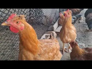 Esto fue el resultado de darle puro maíz a mis gallinas