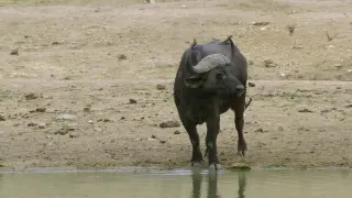Afrika'nın Büyük Beşlisi Hayatta Kalma Savaşı Belgeseli