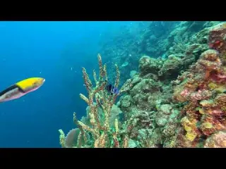 CLIP Dive 131 Indigo Hamlet Virginia s Wall 2 23 26 4k