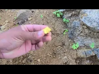 mining digging the gold nuggets under stone of mountain