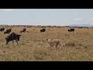 brave wildebeest standoff and attack back that lioness fail
