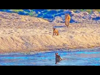 Lions Watch as Their Tiny Cubs Face the Crocodile River
