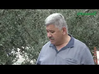 Bursa da bu sezon 290 bin ton zeytin rekoltesi bekleniyor
