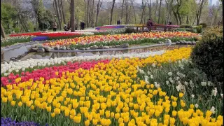 Emirgan Korusu Lale Festivali Tulips in Gardens Sarıyer