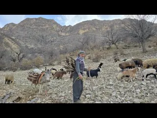 Iran nomadic life Jahangir s attempt to bring firewood to