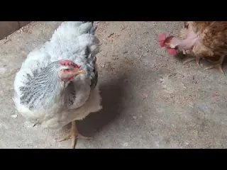 Enfermedades que puede atacar a tus gallinas