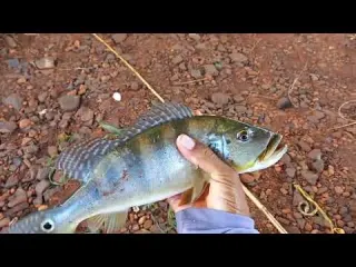 No pilar da ponte onde junta muito camarão é peixinho os
